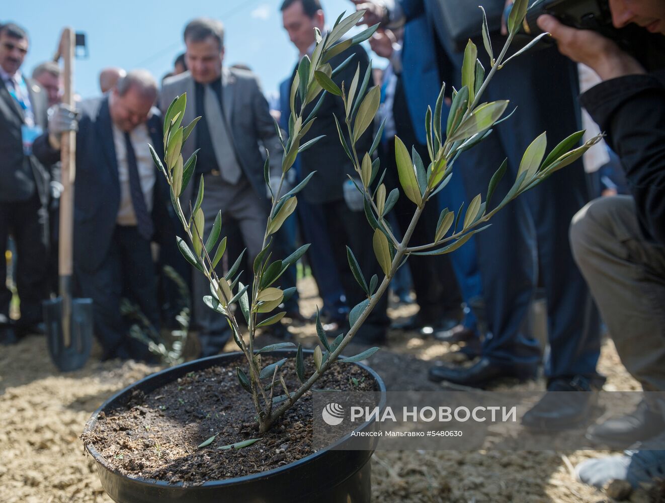 Аллею оливковых деревьев российско-сирийской дружбы высадили в Ялте 