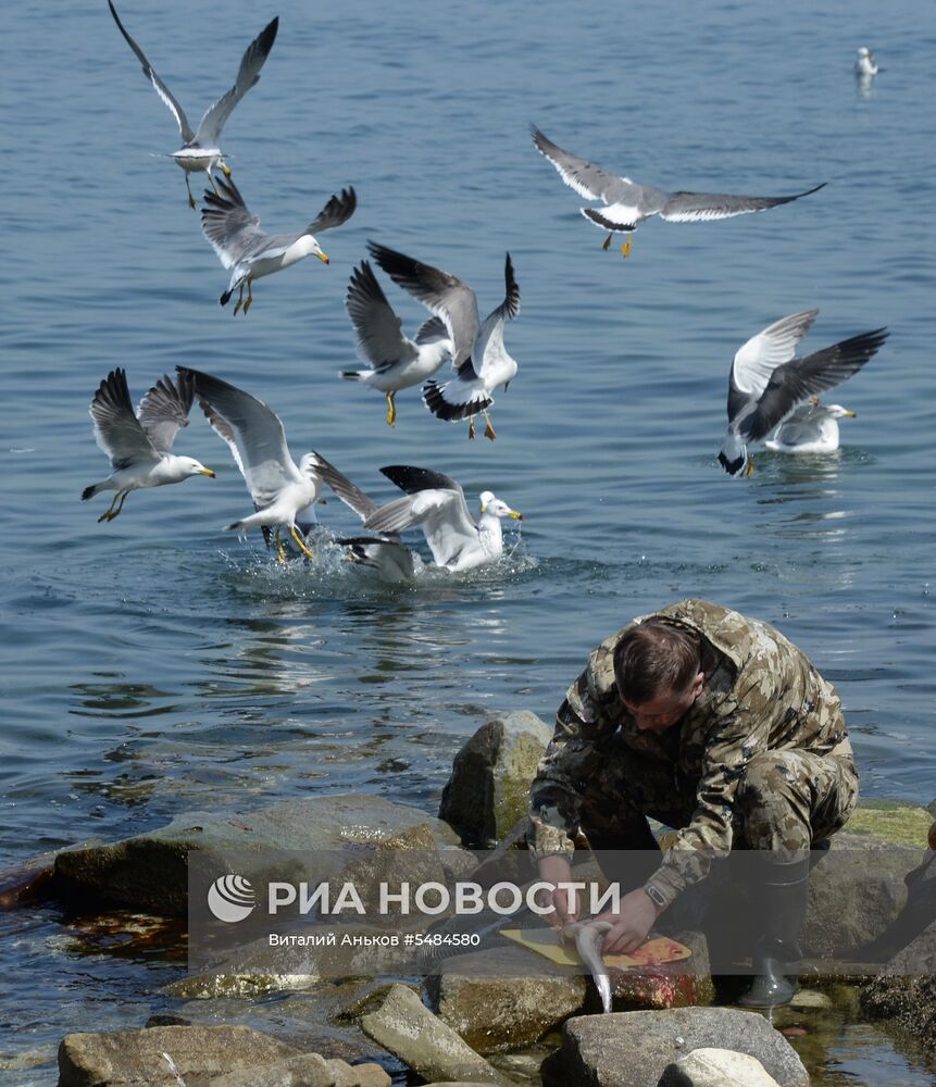 Лов минтая в Приморье