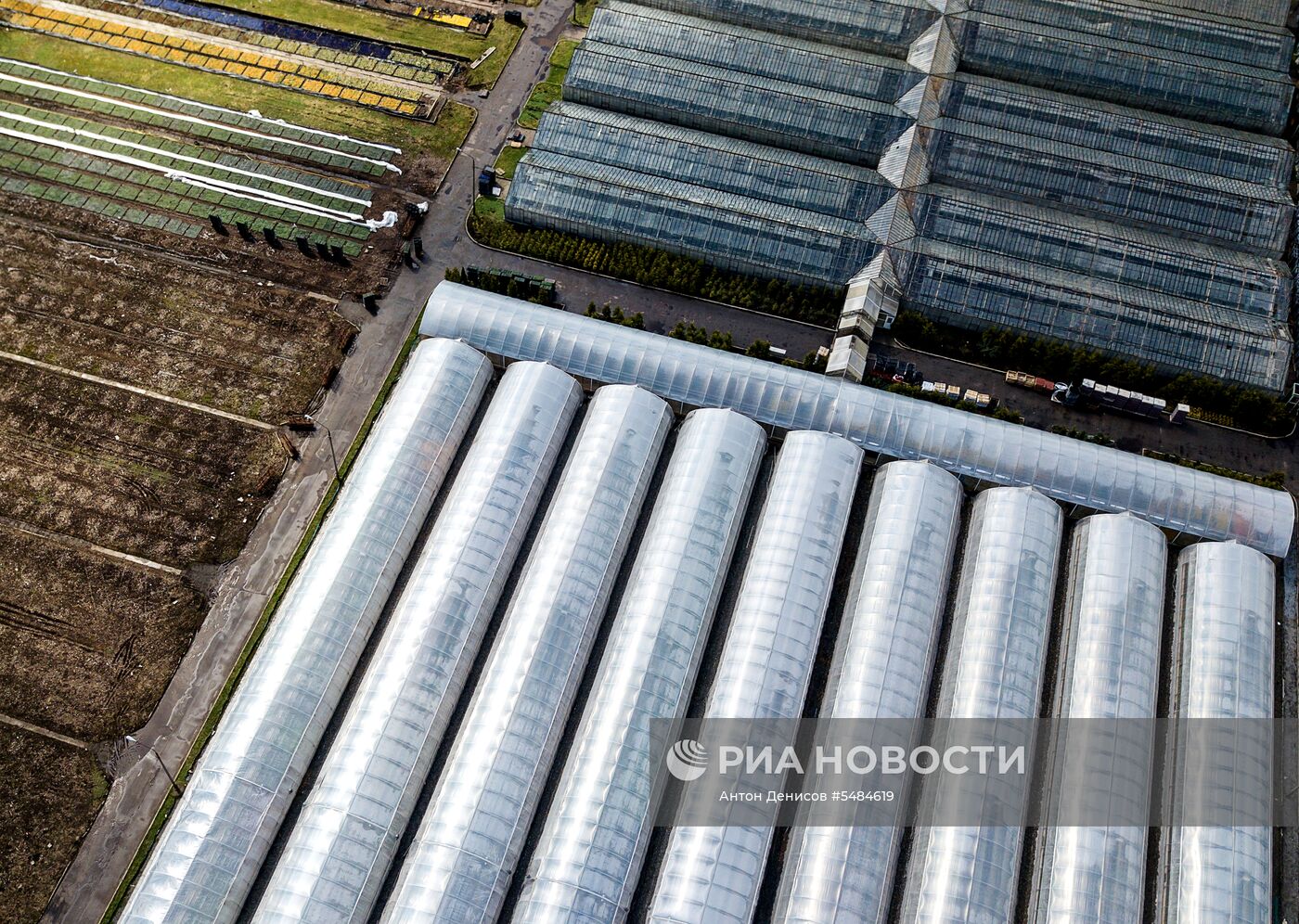 Выращивание цветов для городских клумб