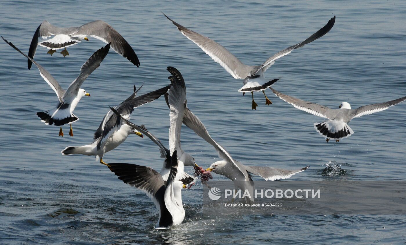 Лов минтая в Приморье