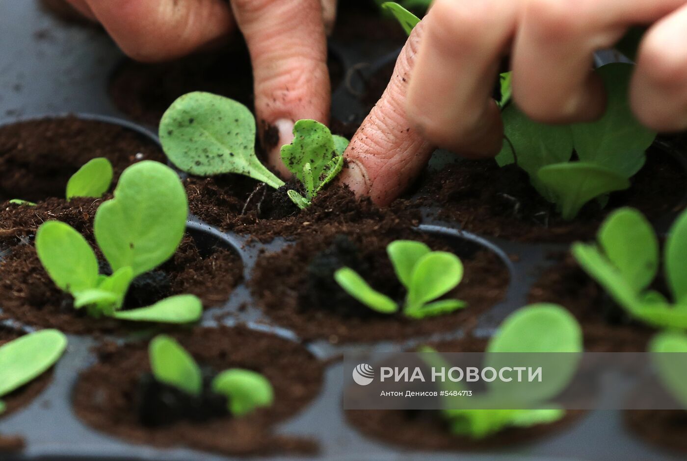 Выращивание цветов для городских клумб