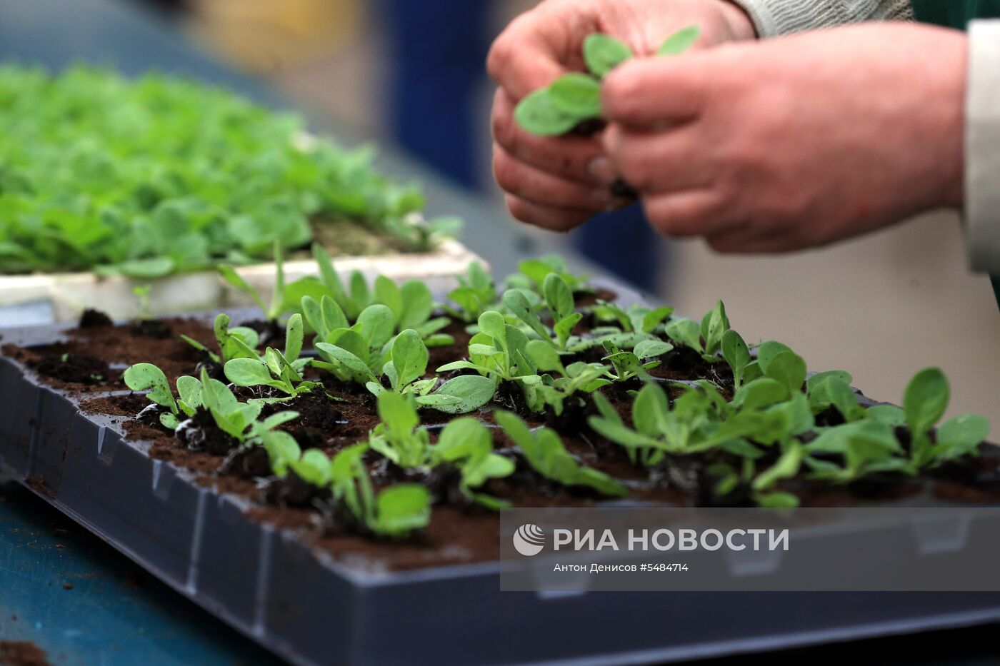 Выращивание цветов для городских клумб 
