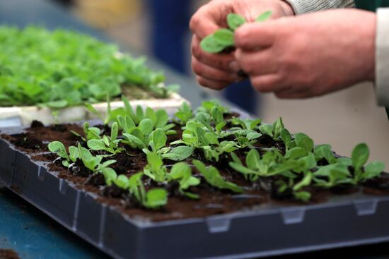 Выращивание цветов для городских клумб 