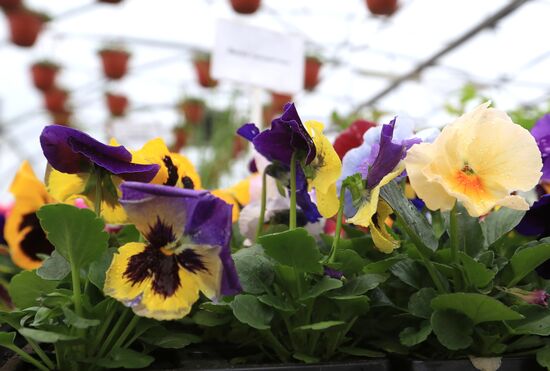 Выращивание цветов для городских клумб 