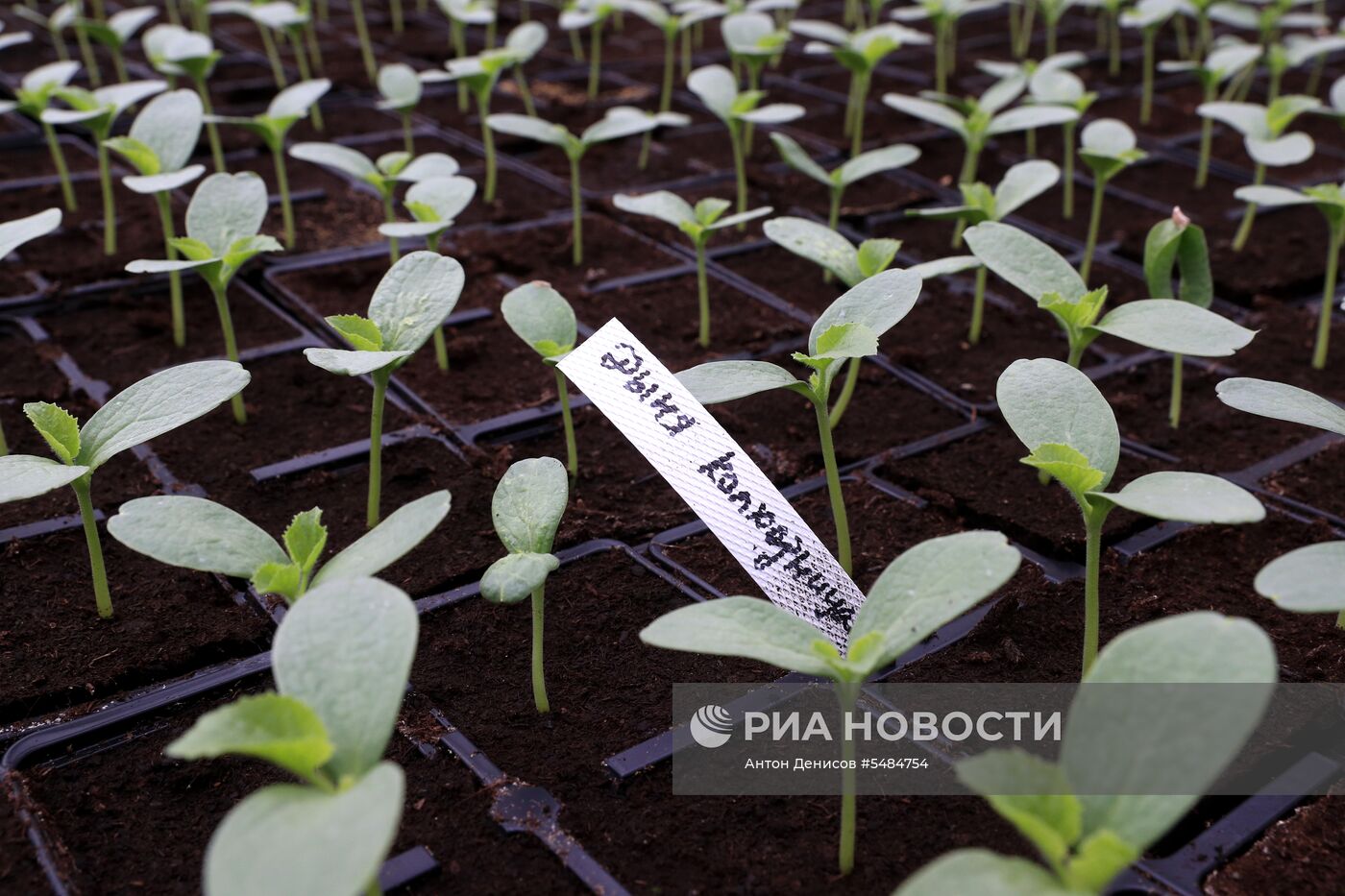 Выращивание цветов для городских клумб