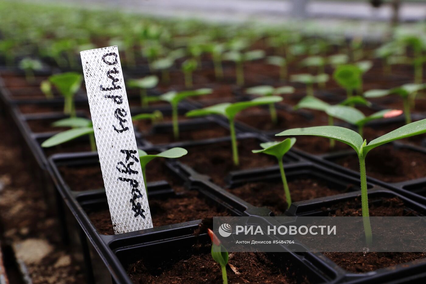 Выращивание цветов для городских клумб