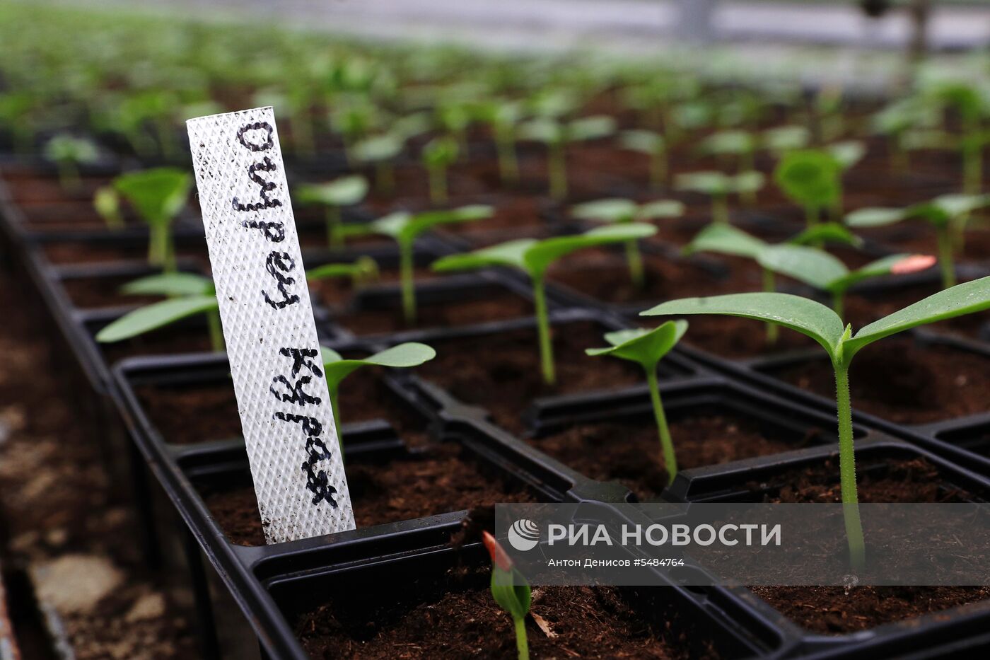 Выращивание цветов для городских клумб