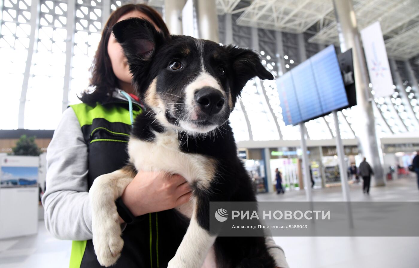 Щенок Алиса стал талисманом нового терминала аэропорта Симферополя