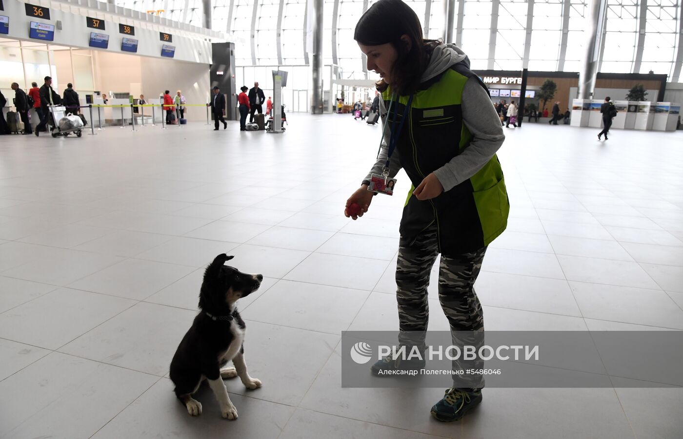 Щенок Алиса стал талисманом нового терминала аэропорта Симферополя