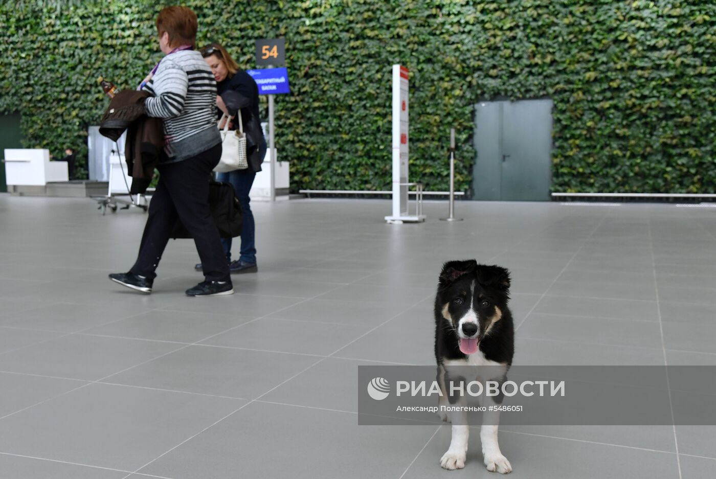 Щенок Алиса стал талисманом нового терминала аэропорта Симферополя