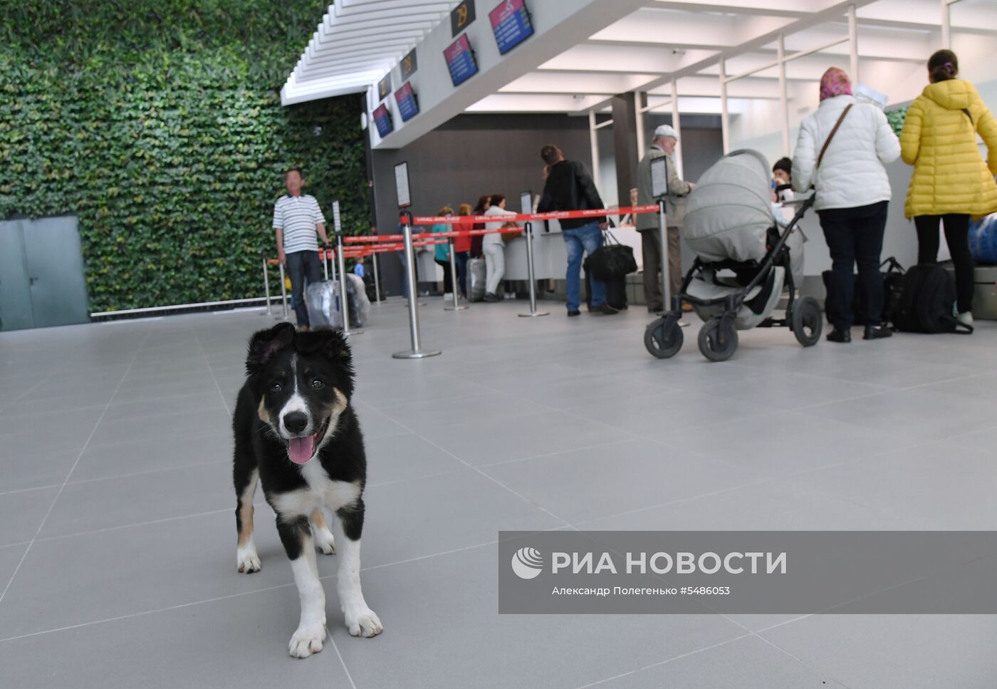 Щенок Алиса стал талисманом нового терминала аэропорта Симферополя