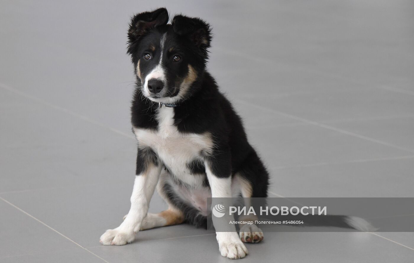 Щенок Алиса стал талисманом нового терминала аэропорта Симферополя