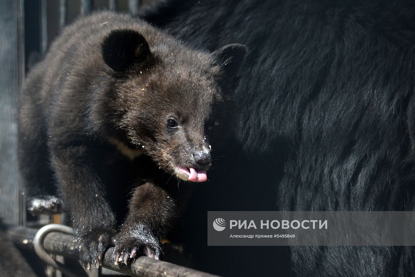 Гималайские медвежата в Новосибирском зоопарке