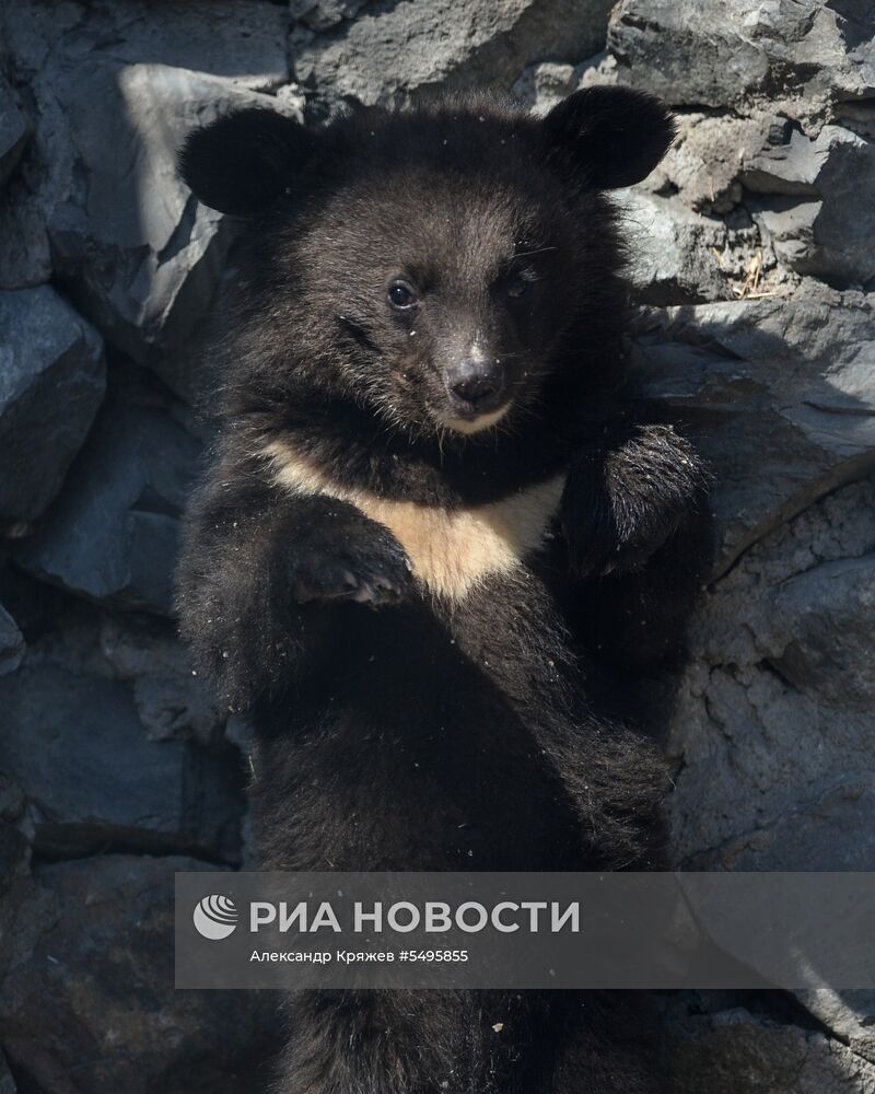 Гималайские медвежата в Новосибирском зоопарке