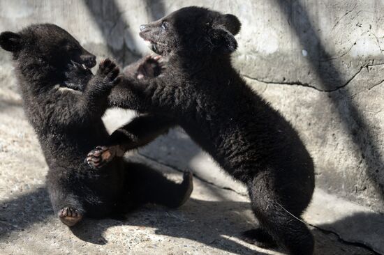 Гималайские медвежата в Новосибирском зоопарке
