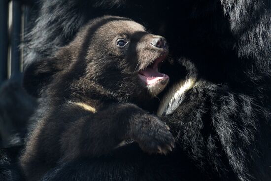Гималайские медвежата в Новосибирском зоопарке