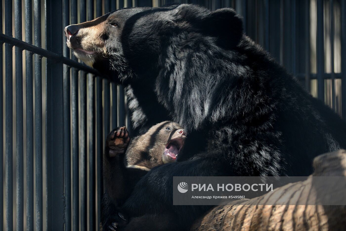 Гималайские медвежата в Новосибирском зоопарке