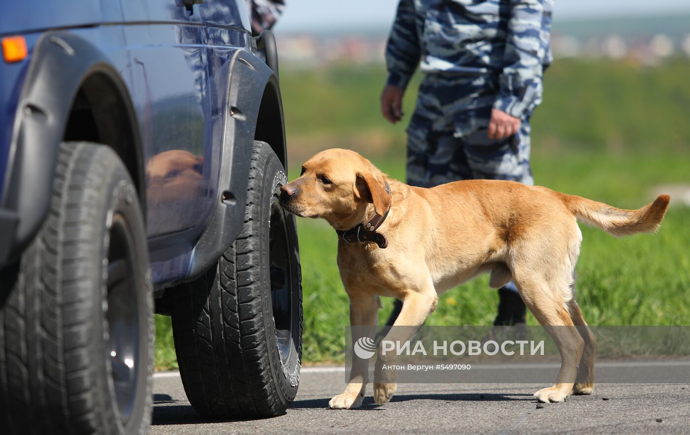 Соревнования кинологов в Белгородской области