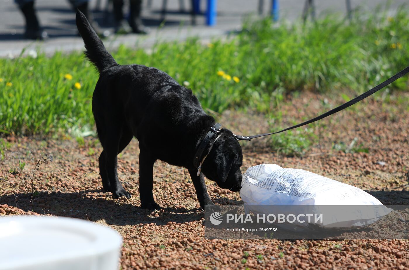 Соревнования кинологов в Белгородской области