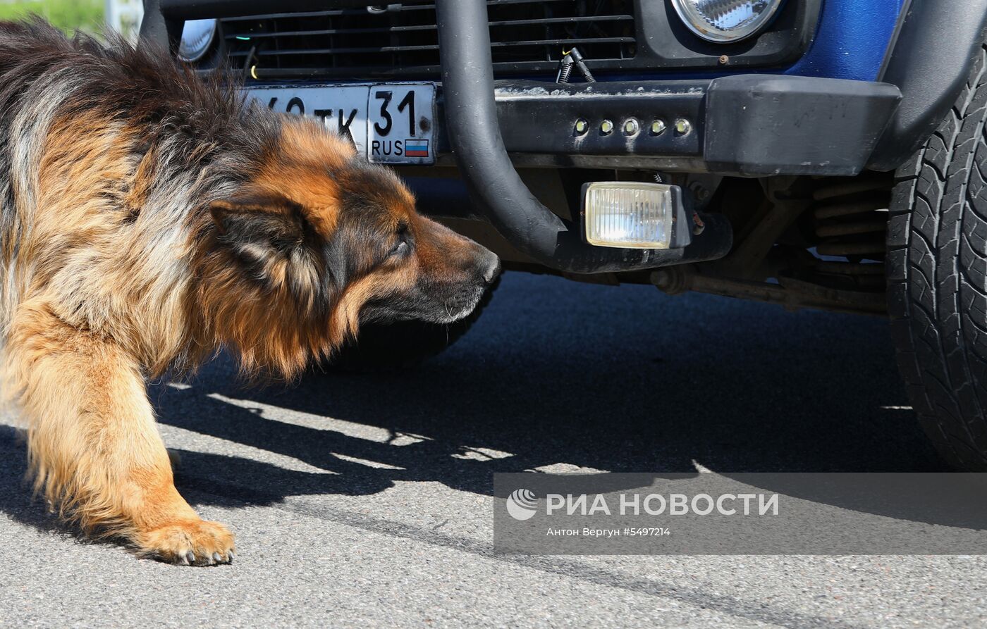 Соревнования кинологов в Белгородской области