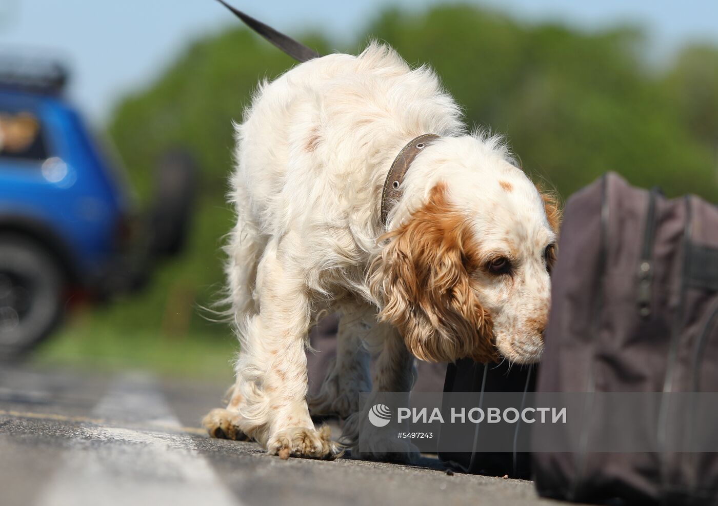 Соревнования кинологов в Белгородской области