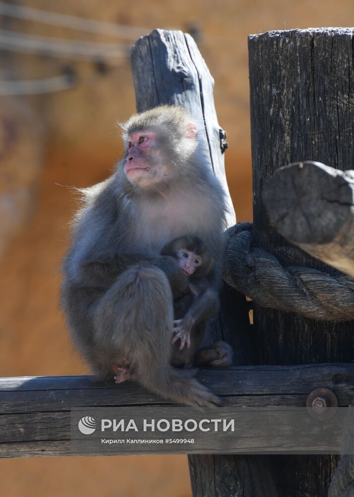 Детеныш японской макаки родился в Московском зоопарке