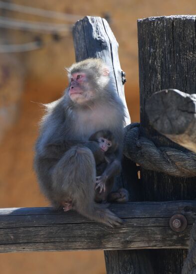 Детеныш японской макаки родился в Московском зоопарке