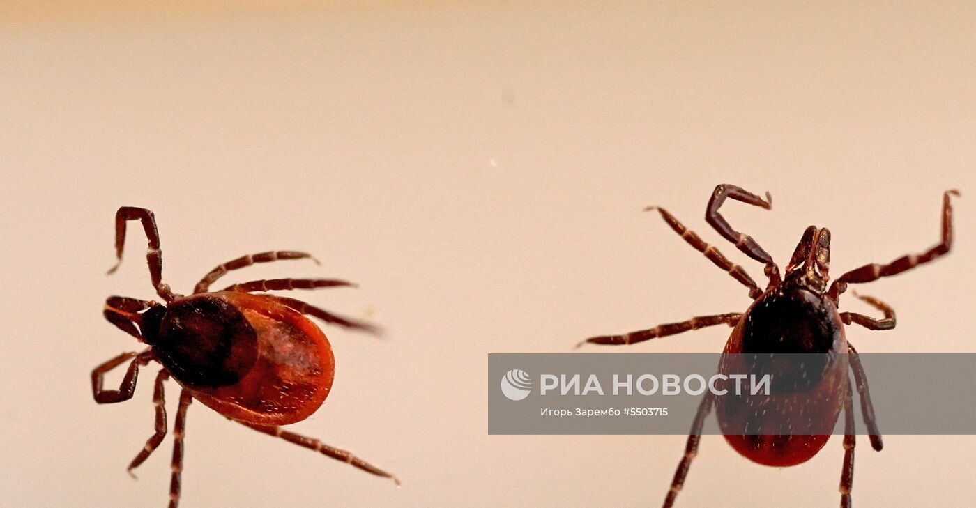 Лаборатория особо опасных и природно-очаговых инфекций в Калининграде