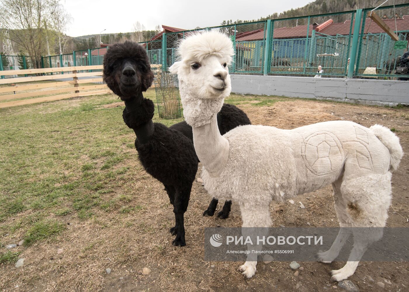 В Красноярском зоопарке к ЧМ-2018 постригли альпака