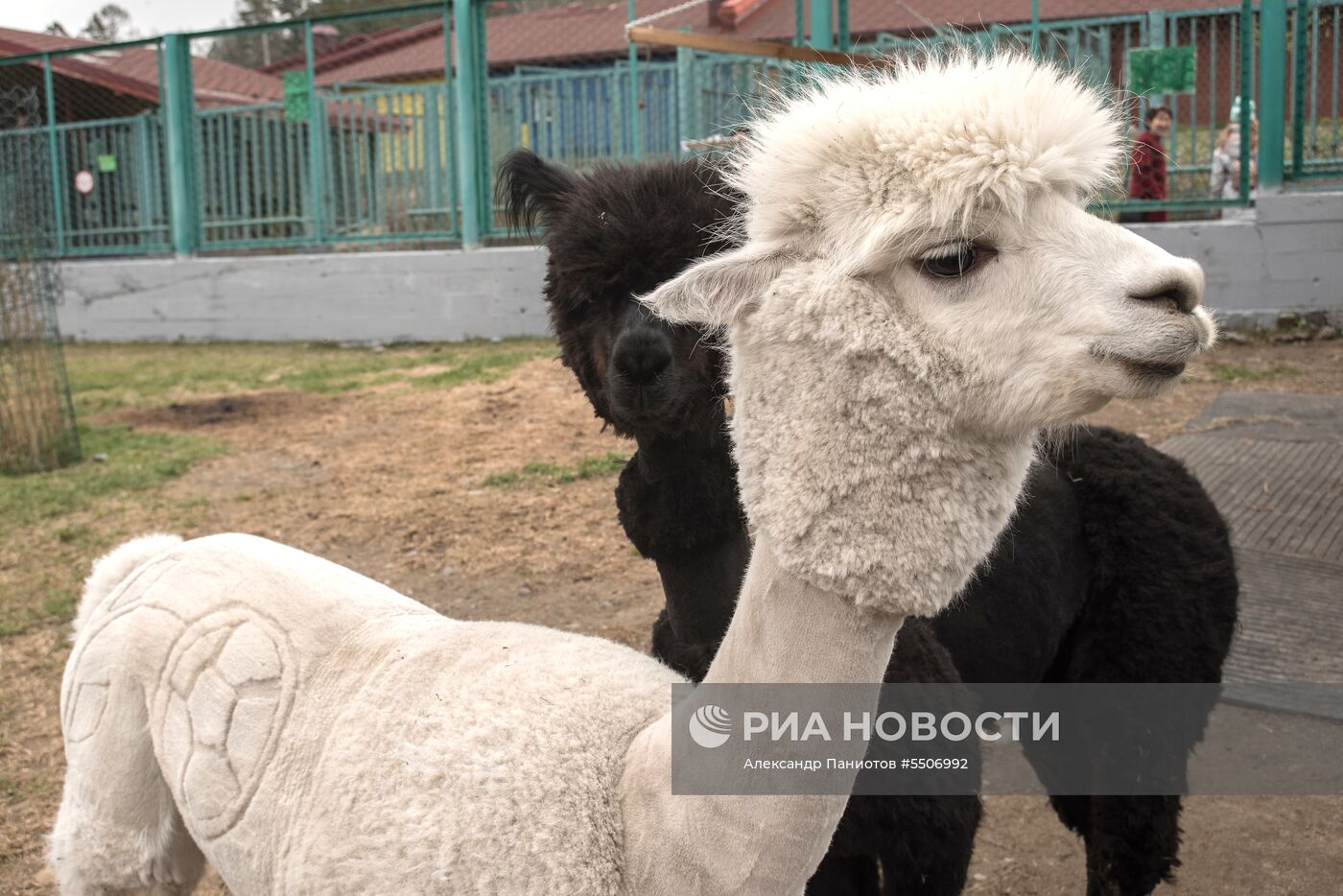 В Красноярском зоопарке к ЧМ-2018 постригли альпака