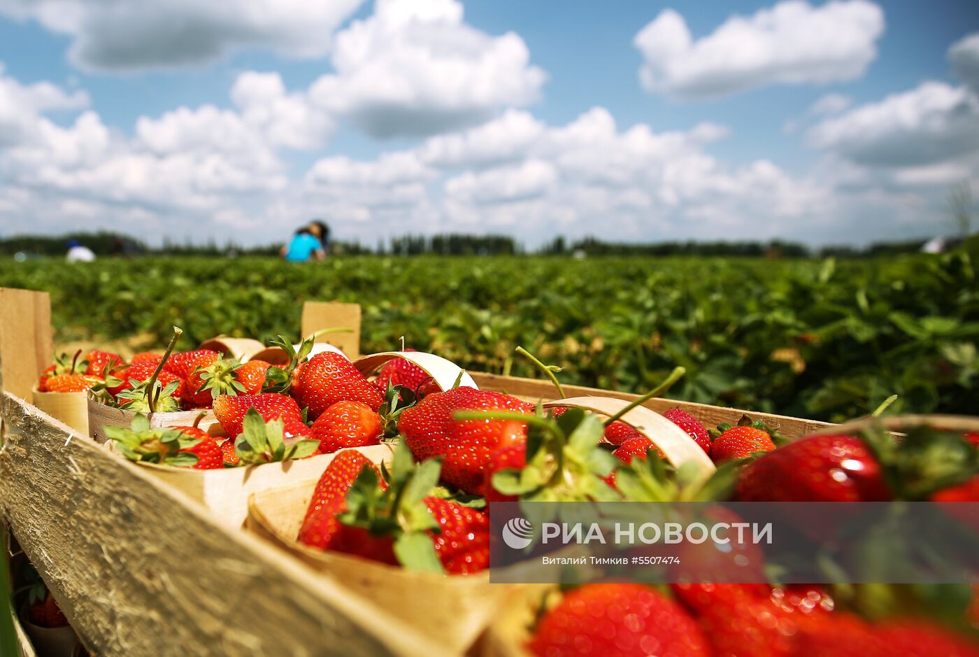 Сбор урожая клубники в Краснодарском крае