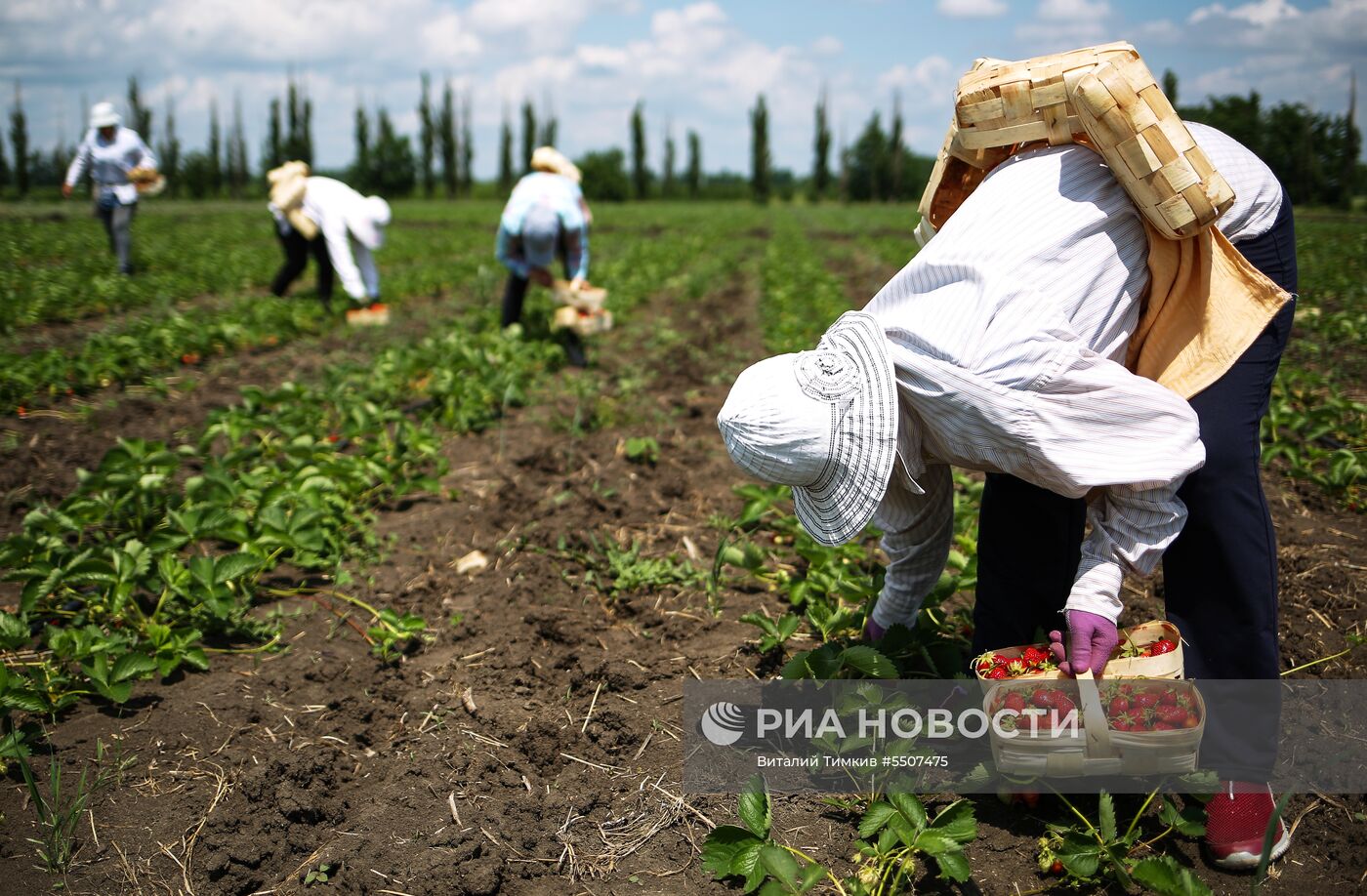 Сбор урожая клубники в Краснодарском крае