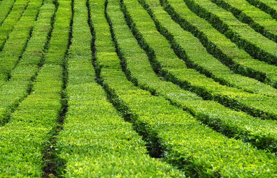 Мацестинская чайная плантация