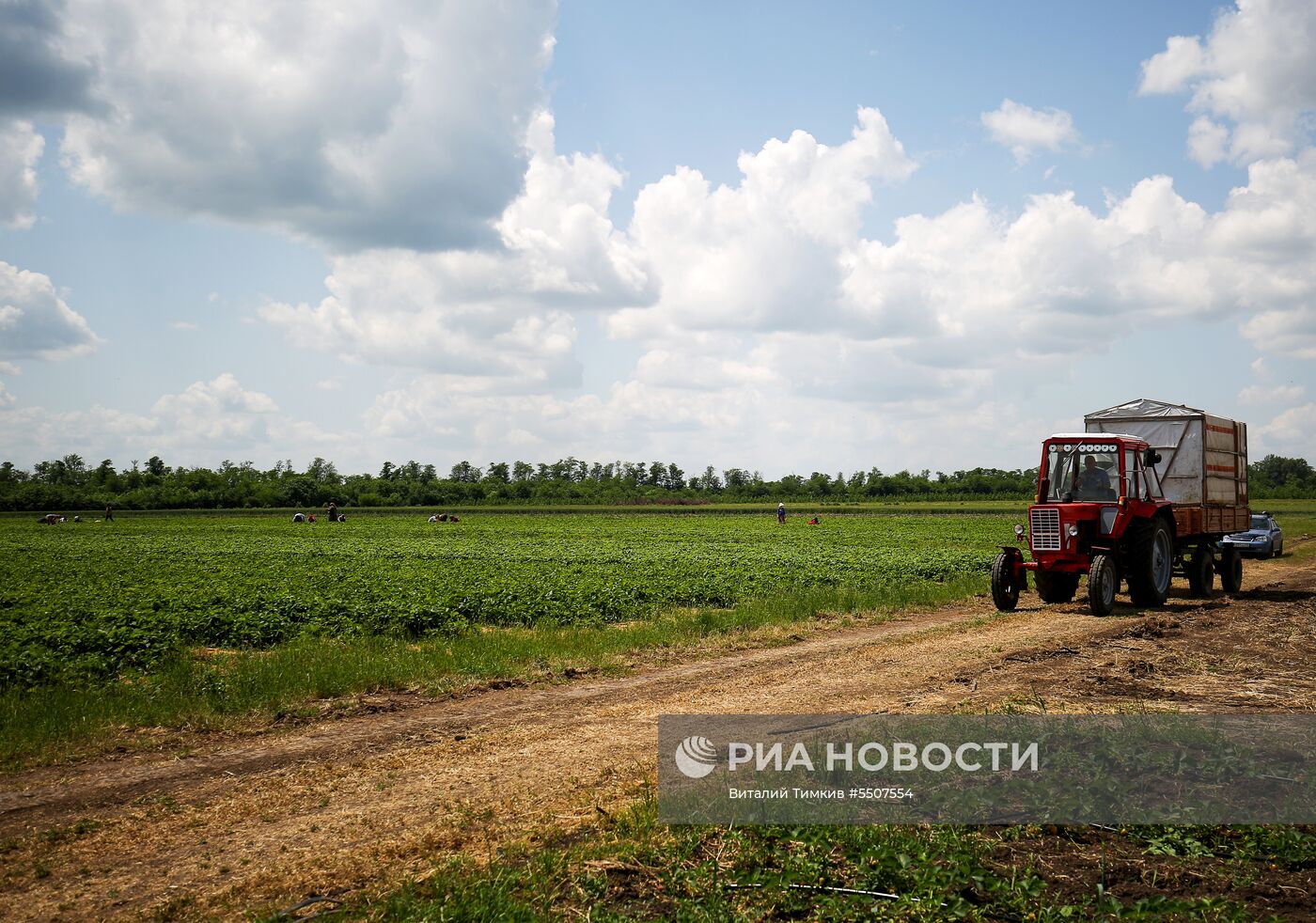 Сбор урожая клубники в Краснодарском крае