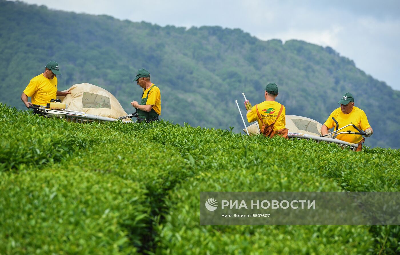 Мацестинская чайная плантация