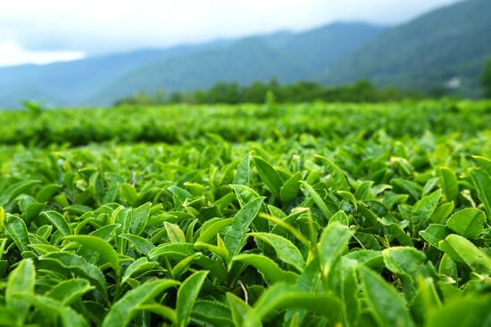 Мацестинская чайная плантация