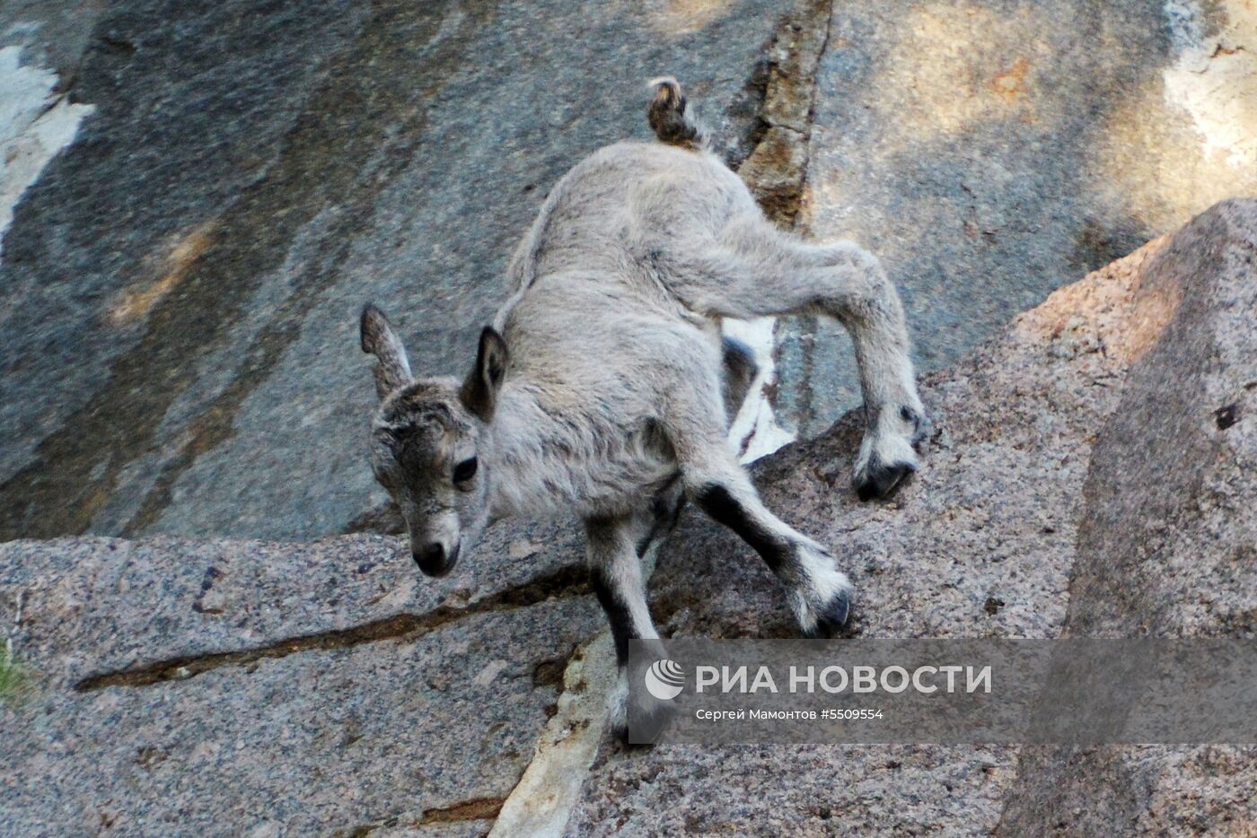 В Московском зоопарке родились сурикат и дагестанский тур