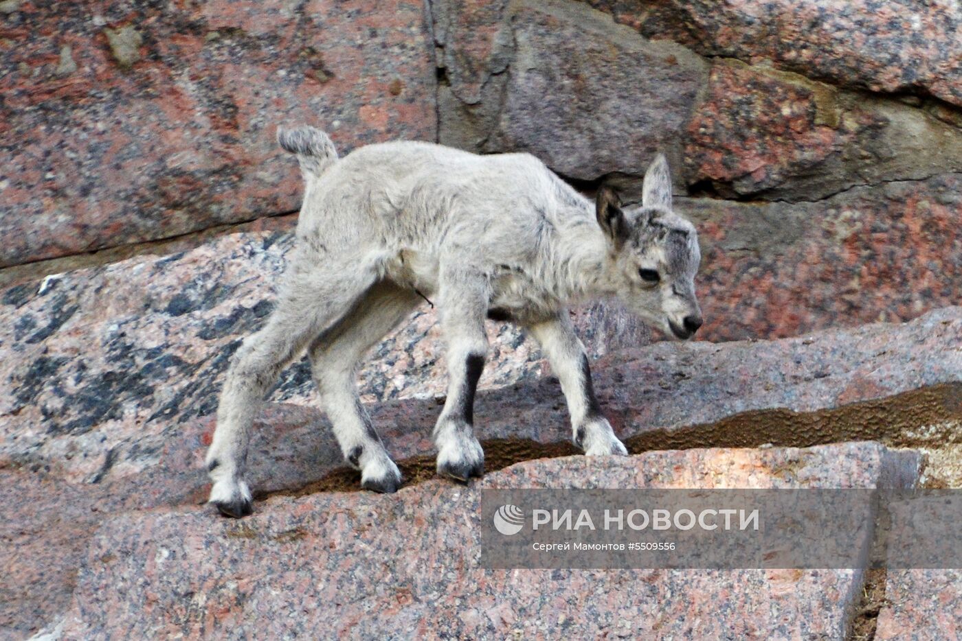 В Московском зоопарке родились сурикат и дагестанский тур