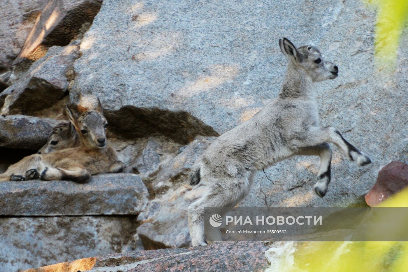 В Московском зоопарке родились сурикат и дагестанский тур