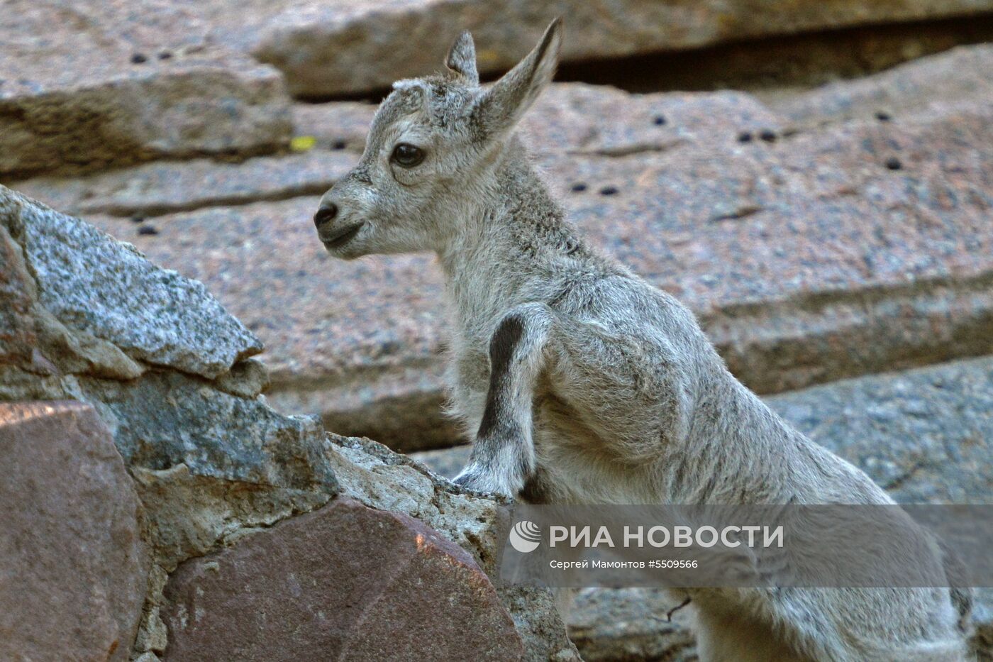В Московском зоопарке родились сурикат и дагестанский тур