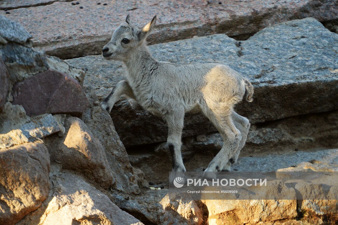 В Московском зоопарке родились сурикат и дагестанский тур