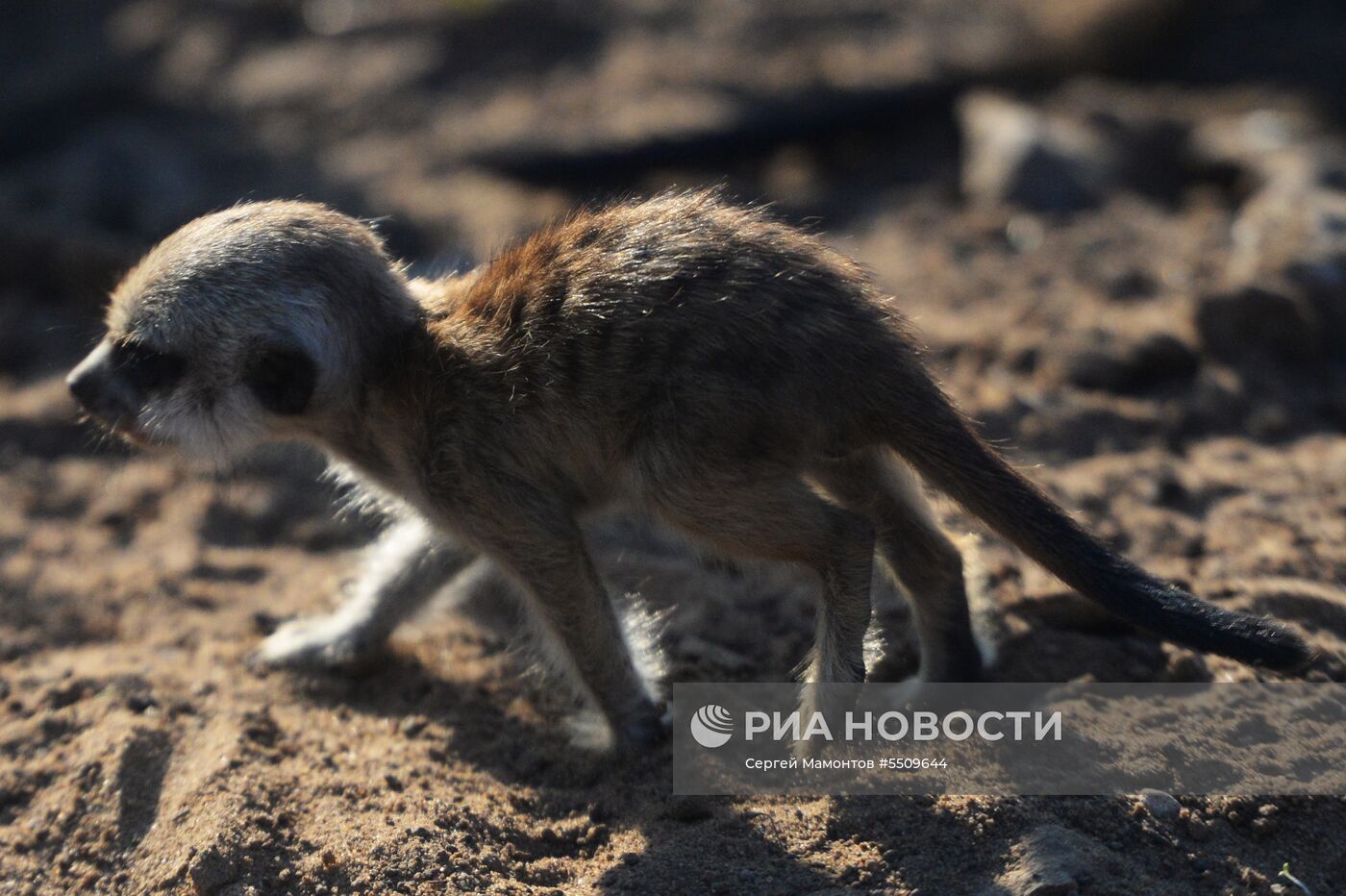 В Московском зоопарке родились сурикат и дагестанский тур