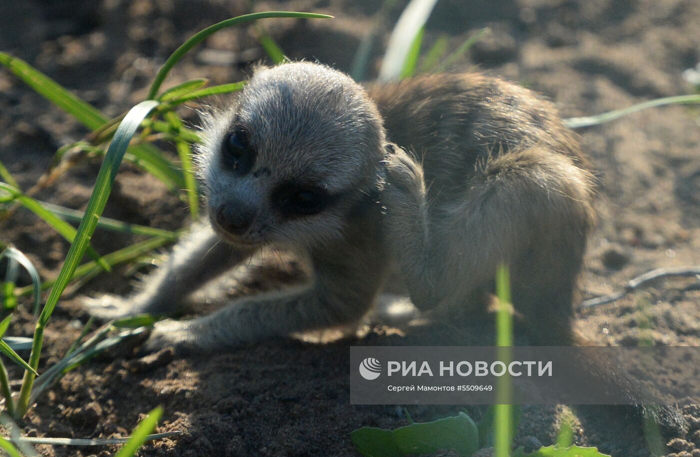 В Московском зоопарке родились сурикат и дагестанский тур