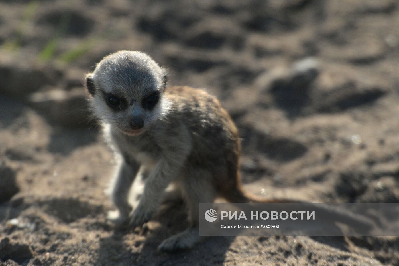 В Московском зоопарке родились сурикат и дагестанский тур