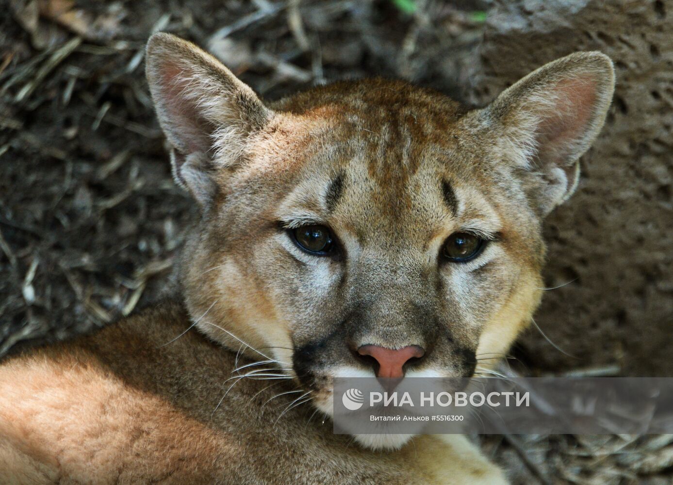 Животные Приморского сафари-парка