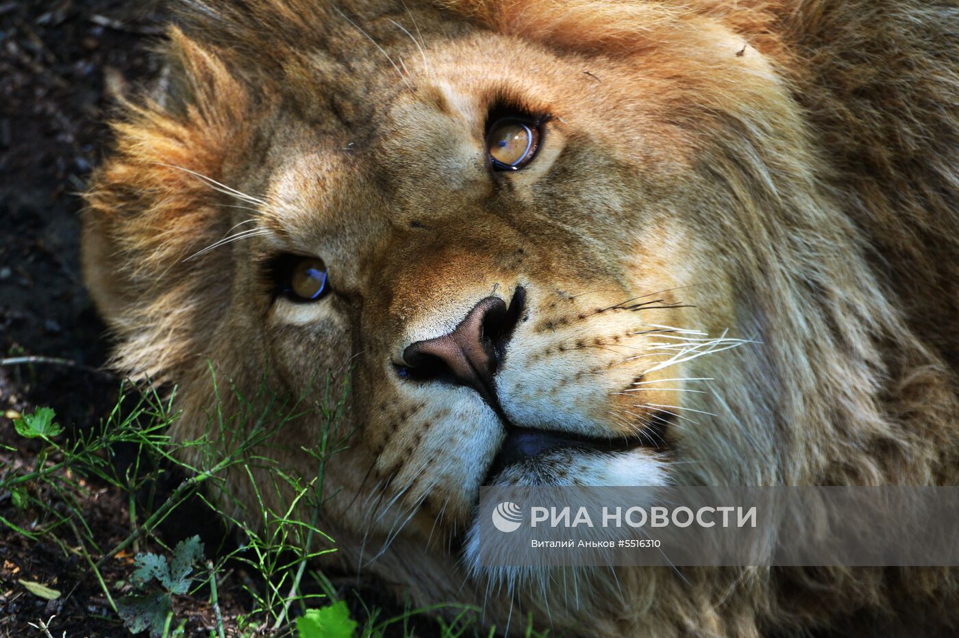Животные Приморского сафари-парка Животные в Приморском сафари-парке