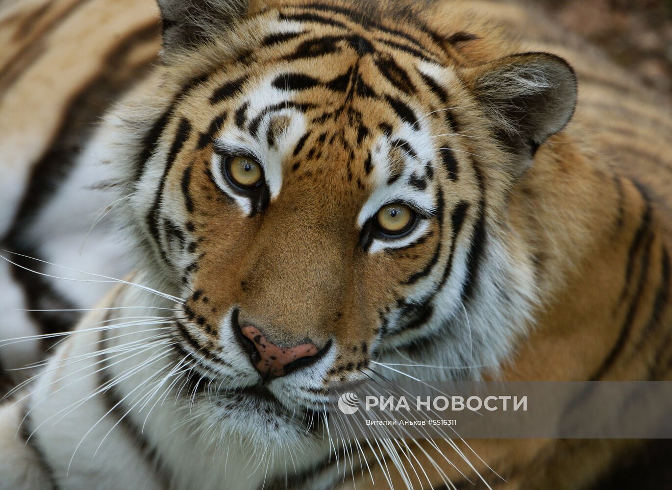 Животные в Приморском сафари-парке 