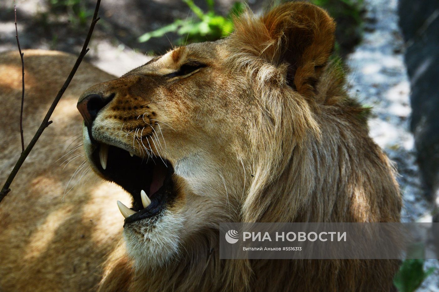 Животные в Приморском сафари-парке