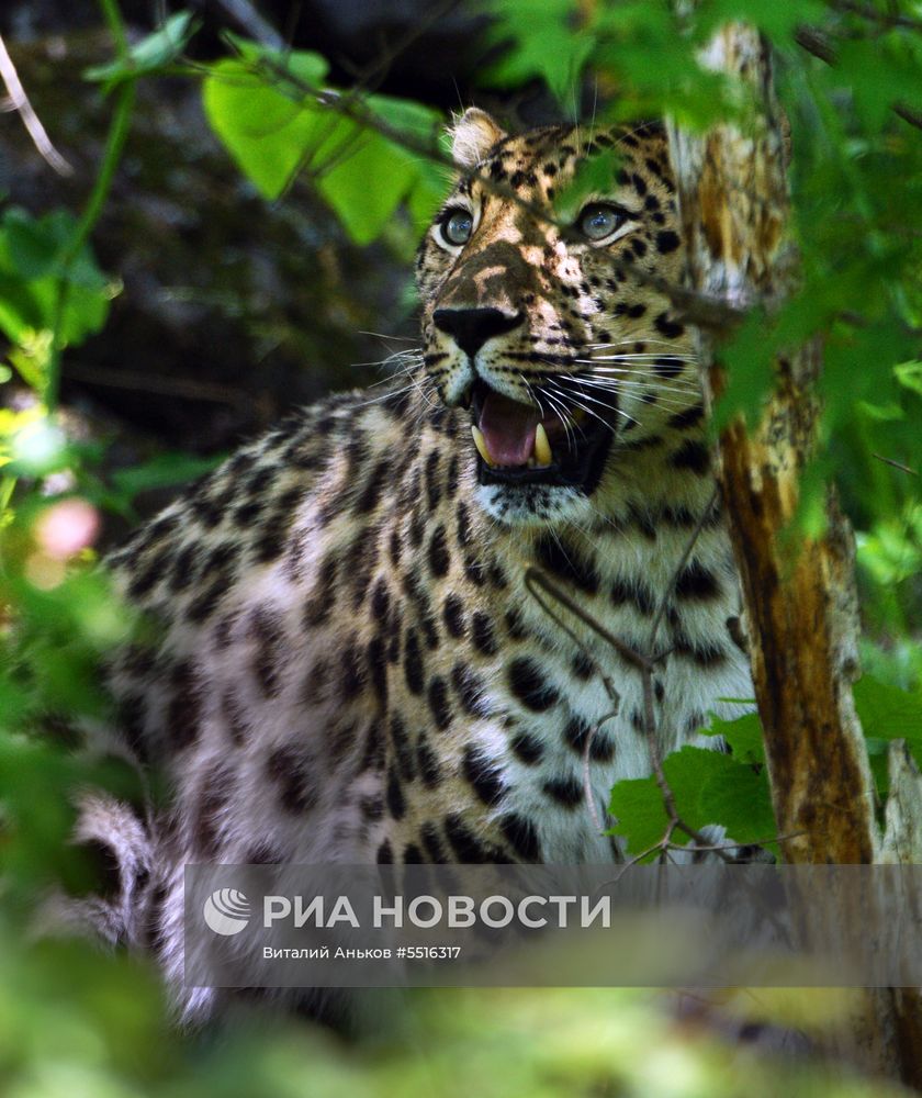 Животные в Приморском сафари-парке