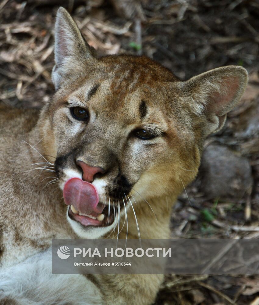 Животные в Приморском сафари-парке